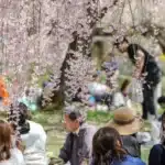 Esta imagen presenta una escena al aire libre serena de personas disfrutando de la floración de los cerezos, conocidos como "sakura" en Japón, que podría ser durante la temporada tradicional de "hanami" cuando ver y celebrar la belleza de los cerezos en flor es un evento cultural. Se ve a una variedad de individuos participando en actividades de ocio bajo el dosel de delicadas flores de cerezo de color rosa pálido que cuelgan elegantes de las ramas de los árboles. La atmósfera parece relajada y convivial, con algunas personas comprometidas en conversación, mientras que otras están contentas de simplemente absorber la belleza de su entorno, encarnando un sentido de comunidad y apreciación compartida que trasciende la ciudadanía.