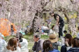 Cette image présente une scène extérieure sereine de personnes profitant de la floraison des cerisiers, connus sous le nom de "sakura" au Japon, qui pourrait être lors de la saison traditionnelle du "hanami" où observer et célébrer la beauté des cerisiers en fleur est un événement culturel. Une variété d'individus sont vus participant à des activités de loisir sous la canopée de délicates fleurs de cerisier rose pâle qui pendent élégamment des branches d'arbres. L'atmosphère semble détendue et conviviale, avec certaines personnes engagées dans la conversation, tandis que d'autres sont contentes de simplement s'imprégner de la beauté de leur environnement, incarnant un sens de la communauté et une appréciation partagée qui transcende la citoyenneté.