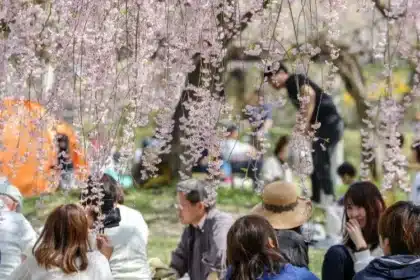 This image features a serene outdoor scene of people enjoying the bloom of cherry blossoms, known as "sakura" in Japan, which could be during the traditional "hanami" season when viewing and celebrating the beauty of cherry blossoms is a cultural event. A variety of individuals are seen partaking in leisurely activities under the canopy of delicate, pale pink cherry blossom flowers that dangle elegantly from the tree branches. The atmosphere appears relaxed and convivial, with some people engaged in conversation, while others are content to simply soak in the beauty of their surroundings, embodying a sense of community and shared appreciation that transcends citizenship.