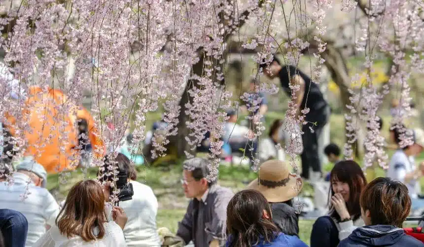 Esta imagen presenta una escena al aire libre serena de personas disfrutando de la floración de los cerezos, conocidos como "sakura" en Japón, que podría ser durante la temporada tradicional de "hanami" cuando ver y celebrar la belleza de los cerezos en flor es un evento cultural. Se ve a una variedad de individuos participando en actividades de ocio bajo el dosel de delicadas flores de cerezo de color rosa pálido que cuelgan elegantes de las ramas de los árboles. La atmósfera parece relajada y convivial, con algunas personas comprometidas en conversación, mientras que otras están contentas de simplemente absorber la belleza de su entorno, encarnando un sentido de comunidad y apreciación compartida que trasciende la ciudadanía.