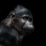 Ce portrait puissant et contemplatif d'un primate offre une image vive qui incite à la réflexion sur les droits non humains. Le regard pensif, presque humain, de l'animal met en avant la conversation en cours sur l'extension de certaines protections légales et droits aux espèces non humaines, en particulier celles dotées de capacités cognitives complexes. Le débat sur les droits non humains explore l'éthique des interactions humaines et le traitement des autres espèces sensibles, soulignant l'importance de considérer ces êtres vivants comme plus que de simples ressources ou propriétés.