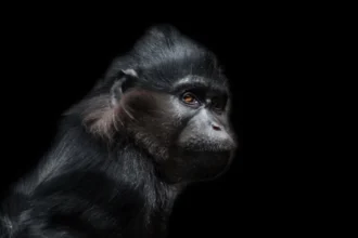 This powerful and contemplative portrait of a primate provides a vivid image that prompts reflection on nonhuman rights. The thoughtful, almost human-like gaze of the animal brings to the forefront the ongoing conversation about extending certain legal protections and rights to nonhuman species, particularly those with complex cognitive abilities. The debate on nonhuman rights explores the ethics of human interactions and treatment of other sentient species, underscoring the importance of regarding these living beings as more than mere resources or property.