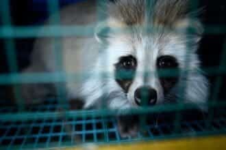 A raccoon dog with striking facial markings looking out from behind the bars of a cage, a poignant visual for the article 'War on Animals' that underscores the impact of human conflicts on animal welfare.