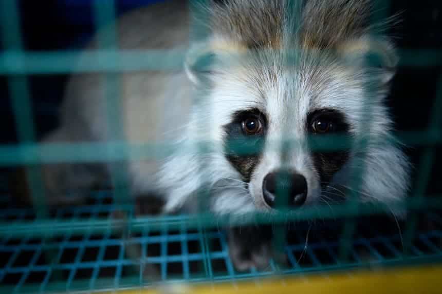 A raccoon dog with striking facial markings looking out from behind the bars of a cage, a poignant visual for the article 'War on Animals' that underscores the impact of human conflicts on animal welfare.
