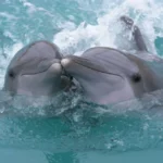 Dos delfines nariz de botella interactuando juguetonamente en aguas turquesas cristalinas, un momento que destaca la importancia de reconocer los derechos transespecie y los comportamientos sociales de los delfines en su hábitat natural.