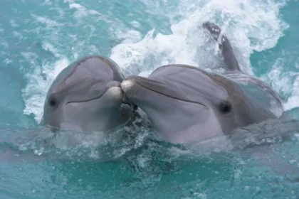 Deux dauphins à bosse interagissant joyeusement dans des eaux turquoise claires, un moment soulignant l'importance de reconnaître les droits transespèces et les comportements sociaux des dauphins dans leur habitat naturel.