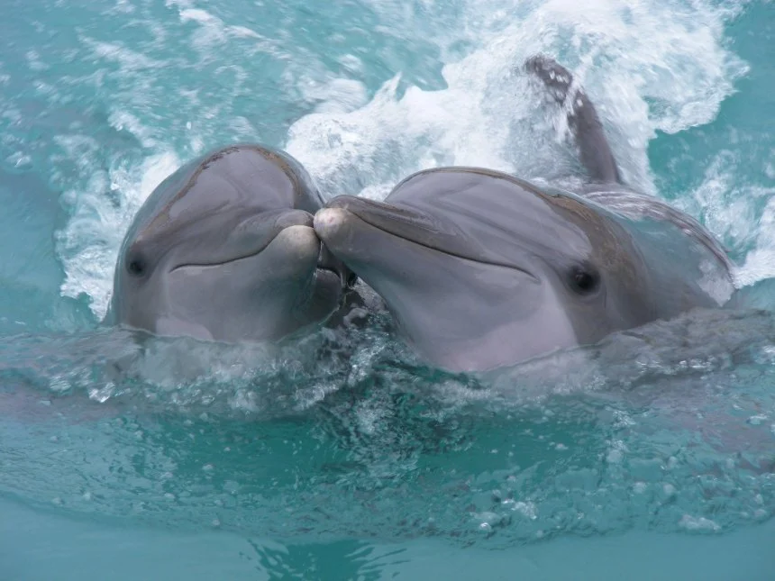 Two bottlenose dolphins interacting playfully in clear turquoise waters, a moment highlighting the importance of recognizing transspecies rights and the social behaviors of dolphins in their natural habitat.