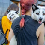 The image shows two foxes being carried on the backs of two people. These foxes were rescued from Ukrainian fur farms, highlighting a significant issue regarding the ethical treatment of animals. In discussing the interconnection of human and animal rights, we can use the "One Rights" framework. This approach combines principles of human rights and animal rights, advocating for the welfare and rights of all beings, irrespective of species. It emphasizes the intrinsic value of all life forms and argues for the extension of ethical considerations typically reserved for humans to all animals. This perspective is essential in cases like these, where the exploitation of animals for commercial purposes, such as fur farming, raises serious moral and ethical concerns. The One Rights framework supports the notion that humans have a responsibility to protect and respect the lives of animals, aligning with broader ethical principles of fairness, compassion, and respect for life.