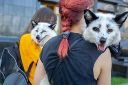 The image shows two foxes being carried on the backs of two people. These foxes were rescued from Ukrainian fur farms, highlighting a significant issue regarding the ethical treatment of animals. In discussing the interconnection of human and animal rights, we can use the "One Rights" framework. This approach combines principles of human rights and animal rights, advocating for the welfare and rights of all beings, irrespective of species. It emphasizes the intrinsic value of all life forms and argues for the extension of ethical considerations typically reserved for humans to all animals. This perspective is essential in cases like these, where the exploitation of animals for commercial purposes, such as fur farming, raises serious moral and ethical concerns. The One Rights framework supports the notion that humans have a responsibility to protect and respect the lives of animals, aligning with broader ethical principles of fairness, compassion, and respect for life.