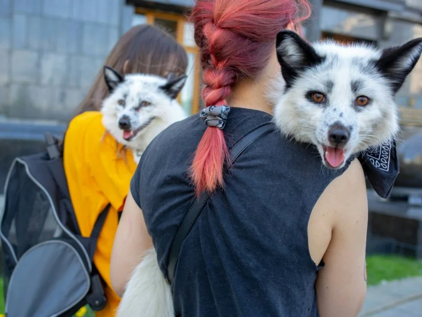 The image shows two foxes being carried on the backs of two people. These foxes were rescued from Ukrainian fur farms, highlighting a significant issue regarding the ethical treatment of animals. In discussing the interconnection of human and animal rights, we can use the "One Rights" framework. This approach combines principles of human rights and animal rights, advocating for the welfare and rights of all beings, irrespective of species. It emphasizes the intrinsic value of all life forms and argues for the extension of ethical considerations typically reserved for humans to all animals. This perspective is essential in cases like these, where the exploitation of animals for commercial purposes, such as fur farming, raises serious moral and ethical concerns. The One Rights framework supports the notion that humans have a responsibility to protect and respect the lives of animals, aligning with broader ethical principles of fairness, compassion, and respect for life.