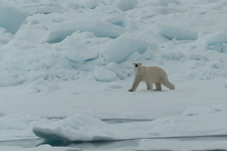 A lone polar bear navigates the fragmented sea ice in the Arctic, its white fur blending seamlessly with the icy landscape around it.