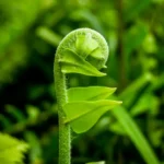 Close-up of a young fern unfurling, symbolizing growth and biodiversity within a lush, green ecosystem.