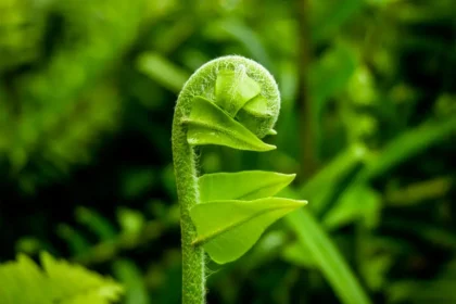 Gros plan d'une jeune fougère se déployant, symbolisant la croissance et la biodiversité au sein d'un écosystème verdoyant et luxuriant.