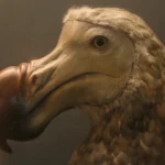 The image shows a representation of the dodo (Raphus cucullatus), an extinct bird species that once inhabited the island of Mauritius. The dodo is widely recognized as a symbol of extinction, having disappeared by the late 17th century due to excessive hunting by humans and the introduction of invasive species to its habitat. Its extinction serves as a reminder of the impact of human activity on biodiversity.