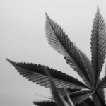 Black and white close-up photograph of a marijuana leaf, showing its serrated edges and detailed texture against a blurred background.