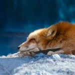 Animal Dream: A red fox sleeps peacefully in the sunlight, its body relaxed and still. Photo by Qijun Huang.