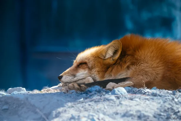 Animal Dream: A red fox sleeps peacefully in the sunlight, its body relaxed and still. Photo by Qijun Huang.