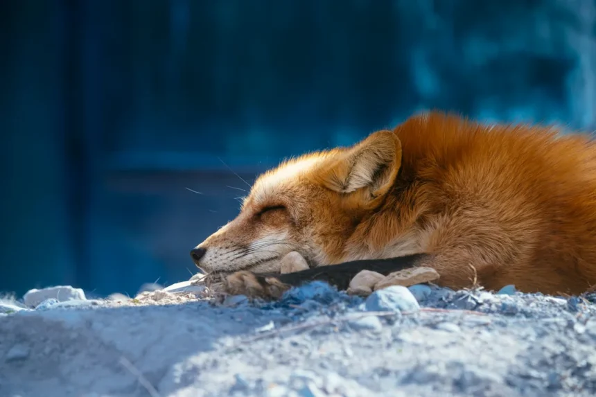Sueño animal: Un zorro rojo duerme plácidamente bajo la luz del sol, su cuerpo relajado e inmóvil. Foto de Qijun Huang.