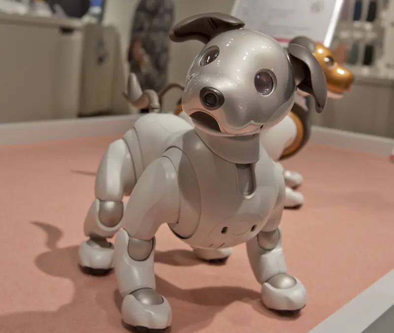 Sony AIBO, the robotic dog that challenges the boundary between technology and affection. In Japan, some owners hold symbolic funerals when these devices become obsolete, revealing how even artifacts can occupy a place in our moral and emotional practices.
Photo: GoToVan (CC BY)
