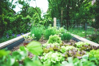 Community garden beds as sites of shared cultivation and ecological interdependence.