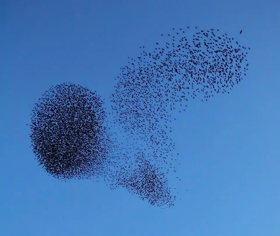 A starling murmuration—an image of collective order without central control, though unlike the epistemic communities this essay describes, no single bird can dissent, challenge, or ask for reasons. Photo by [Walter Baxter](https://www.geograph.org.uk/profile/6638) (CC BY-SA 2.0).